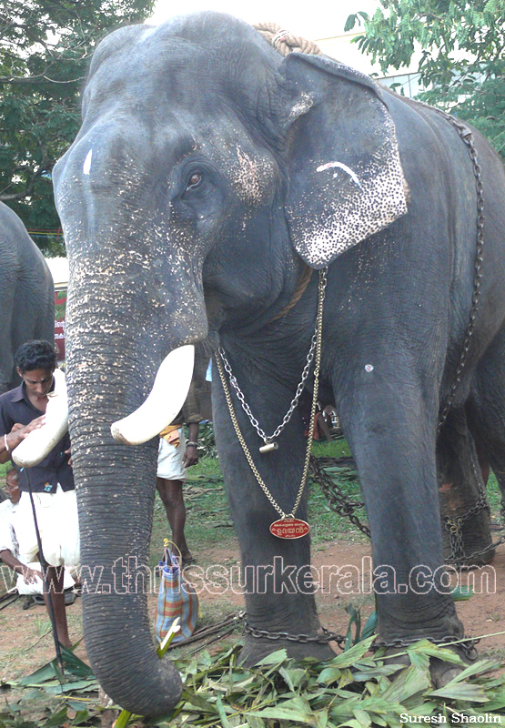 thrissur-pooram-2011- (13)